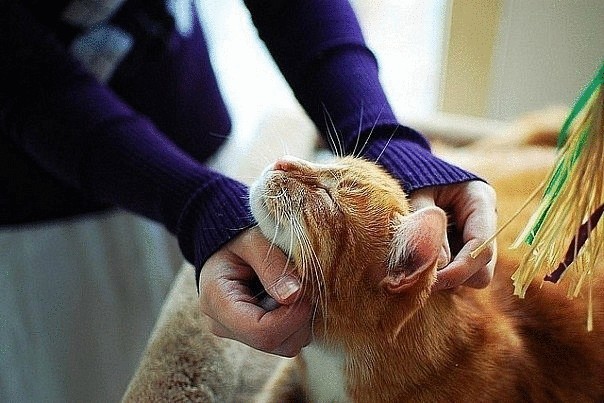 Почему коты мурчат?