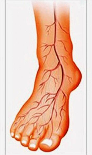 Судороги стопы и пальцев ног. Нарушение кровообращения в стопе.